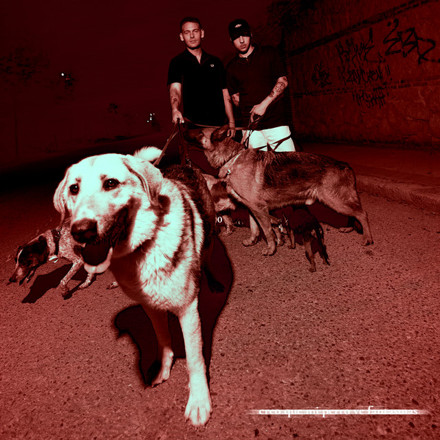 creo que mi perro ve fantasmas