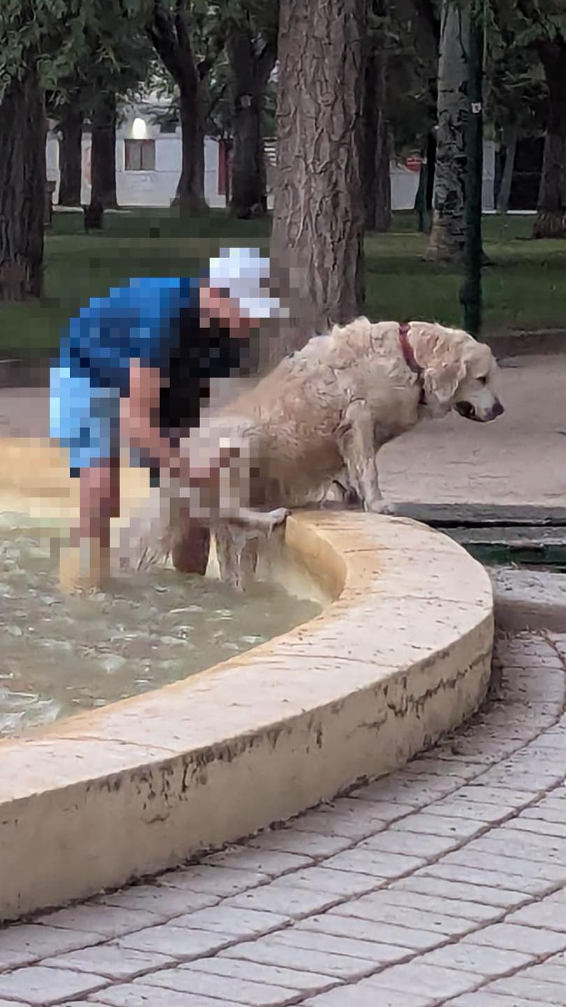 Infografía con recomendaciones para refrescar a las mascotas de forma segura.