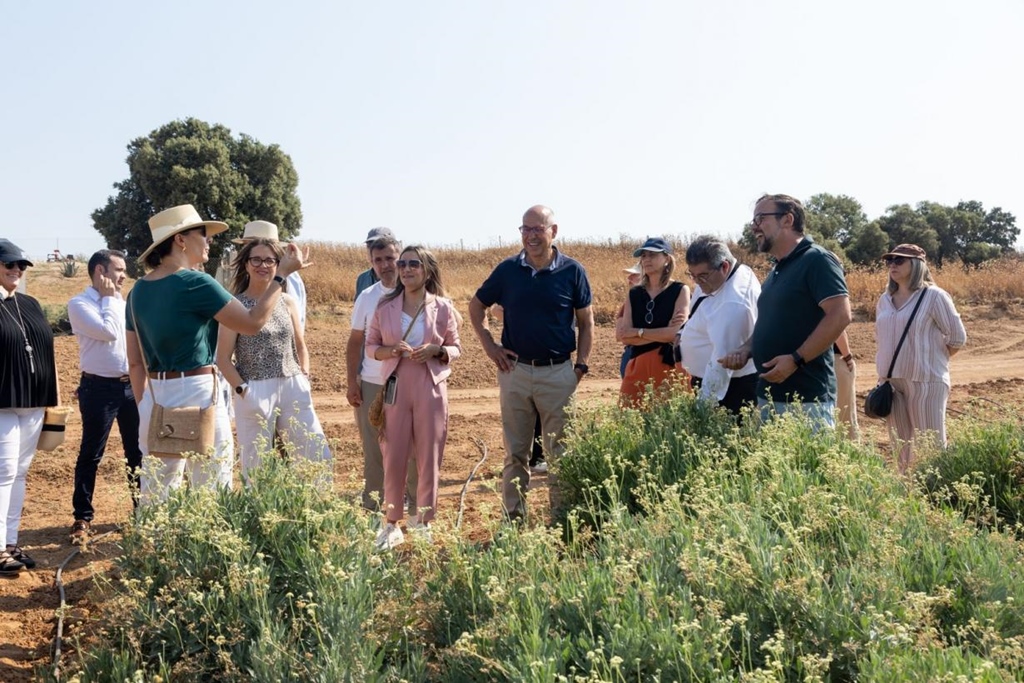 El Gobierno regional pone en valor el guayule, un cultivo emergente con un gran potencial por su resistencia al cambio climático y su adaptación al suelo - SURCO CLM, Diario digital